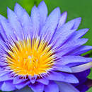 Фотообои с лотосом