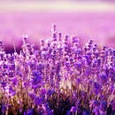 Цветы лаванды