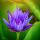 Голубой лотос