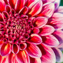 Красная хризантема крупным планом