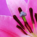 Фотообои с лилией