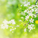 Цветущая ветвь на зеленом фоне