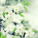 Размытые цветы сакуры