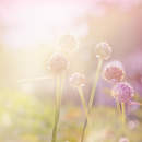 Полевые цветы в лучах солнца