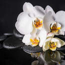 Белая орхидея на темном фоне