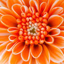 Оранжевый цветок крупным планом