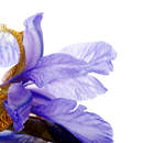 Лепестки цветка