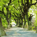 Изображение фотообоев