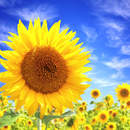 Изображение фотообоев