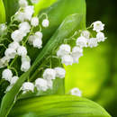 Изображение фотообоев