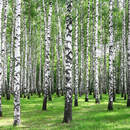 Березы — Русский лес