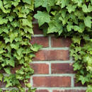 Кирпичная стена с плющом